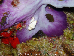 flamingo tongue out of the shell,,rare!!!! at hole in the... by Victor J. Lasanta Garcia 